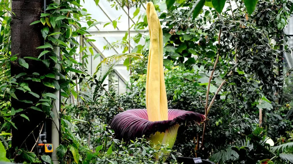 An image of corpse flower